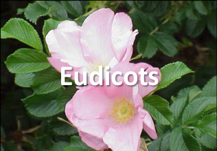 eudicots