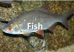 fish