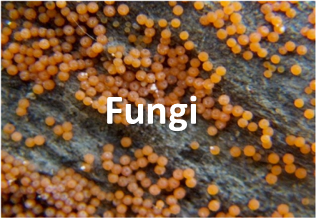 fungi