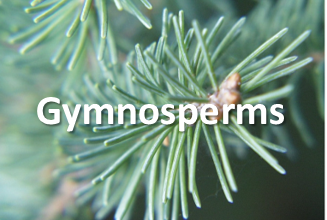 gymnosperms