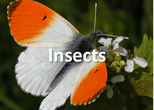 insects