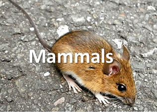 mammals