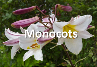 monocots